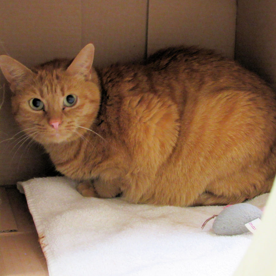Indian River County Pet of the Week - Week of June 4, 2021